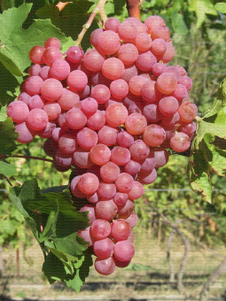 Variété de raisin de table rose